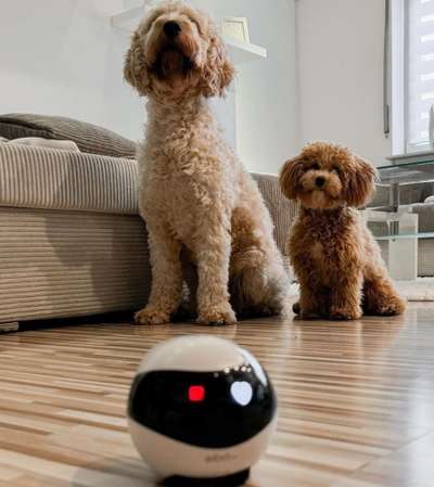 Haustierkamera-Beitrag-Bild