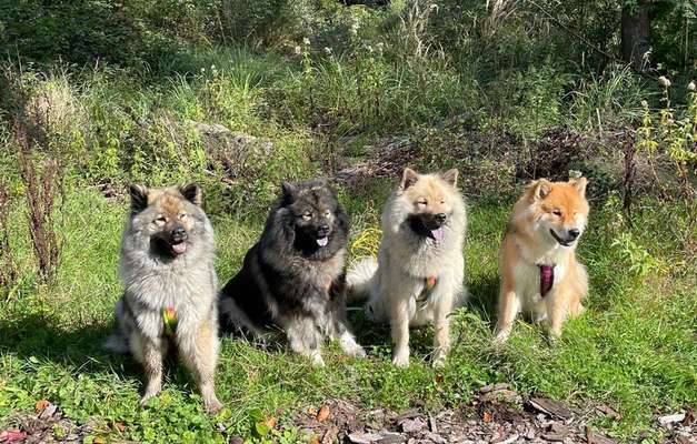 Eurasier hier?-Beitrag-Bild