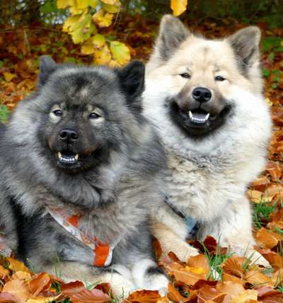 Eurasier hier?-Beitrag-Bild