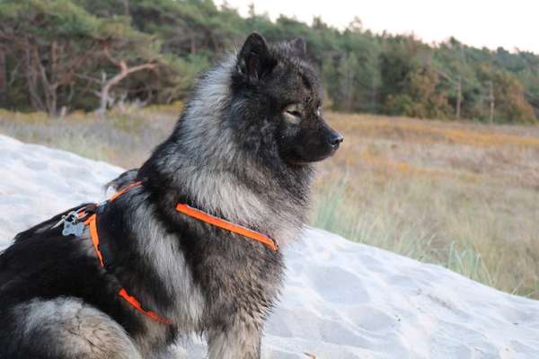 Dogorama Photo Challenge - schönster Gassiausblick-Beitrag-Bild