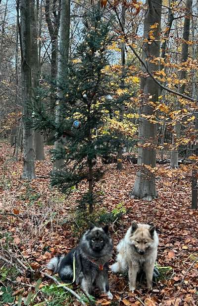 Dogorama Photo Challenge - Weihnachtsbaum-Beitrag-Bild