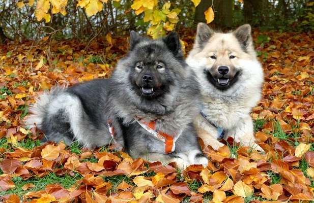 Eurasier hier?-Beitrag-Bild