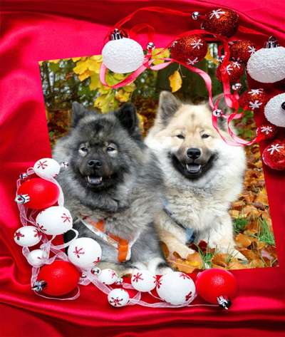 Eurasier hier?-Beitrag-Bild