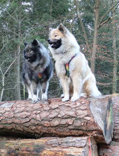 Eurasier hier?-Beitrag-Bild