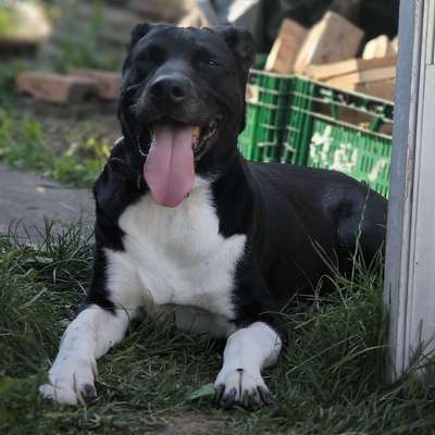 Hundetreffen-Sozial Work-Profilbild