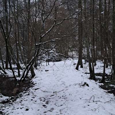 Hundeauslaufgebiet-Biotop Obernahmer-Bild
