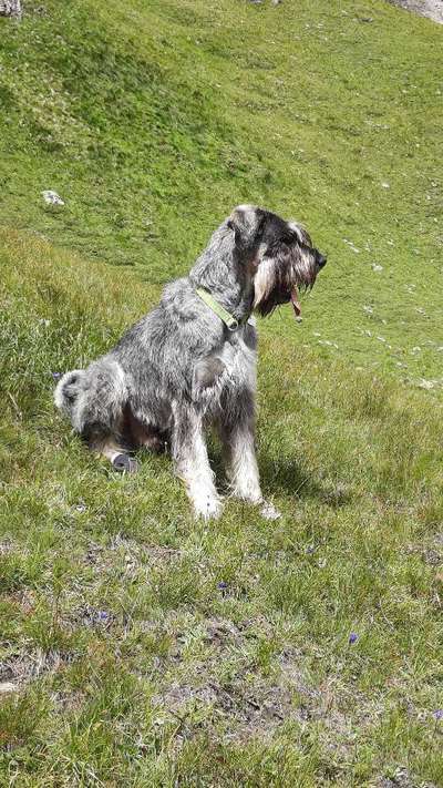 Riesenschnauzer Pfeffersalz-Beitrag-Bild