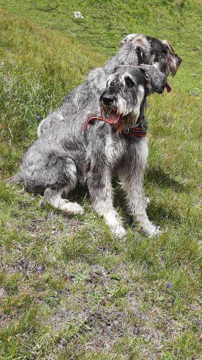 Riesenschnauzer Pfeffersalz-Beitrag-Bild