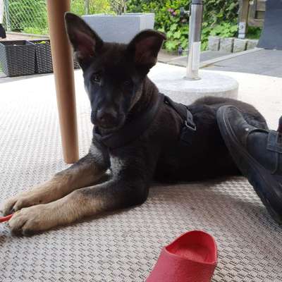 Hundetreffen-Spieletreffs und Gassi geh runden-Bild