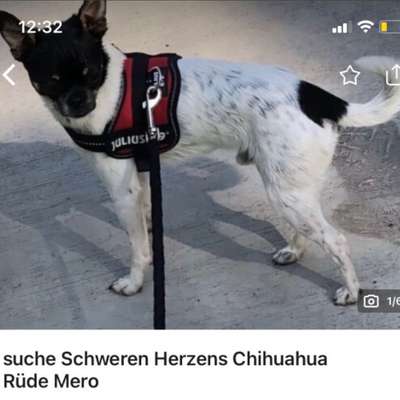 Suchmeldung-Mero-Bild