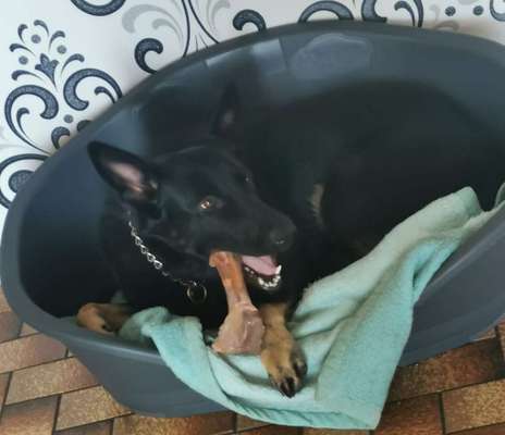 Schäferhund-Beitrag-Bild