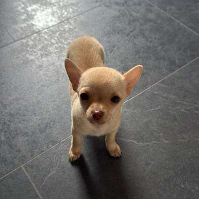 Hundetreffen-Welpentreffen-Bild