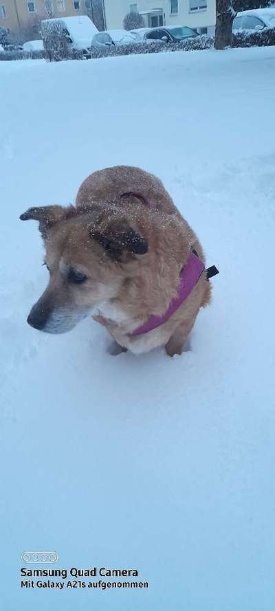 Mischlingshunde Foto Aufruf-Beitrag-Bild