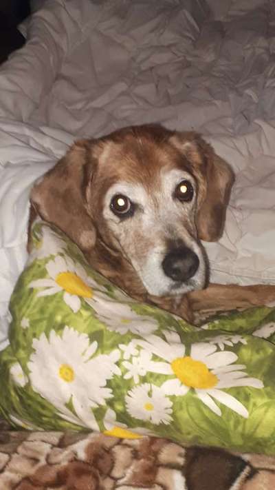 Fotochallenge Nr. 56 - geliebte Senioren-Beitrag-Bild