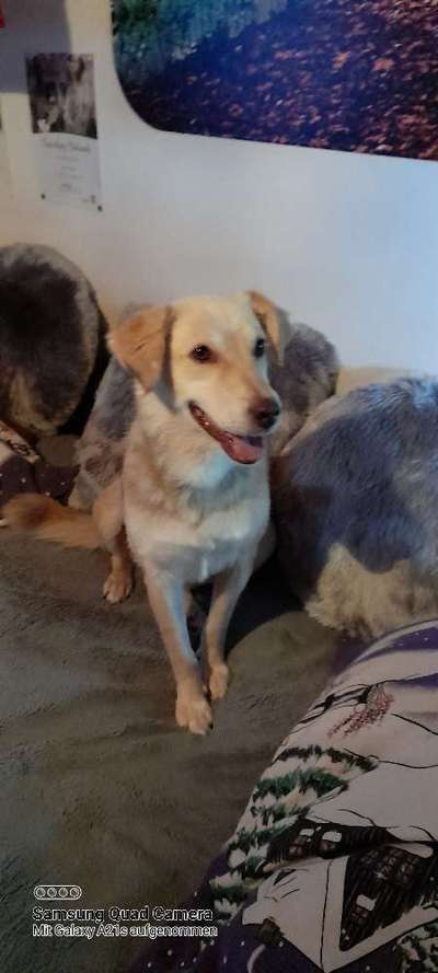 Mischlingshunde Foto Aufruf-Beitrag-Bild