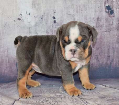 Welpen Bilder !-Beitrag-Bild