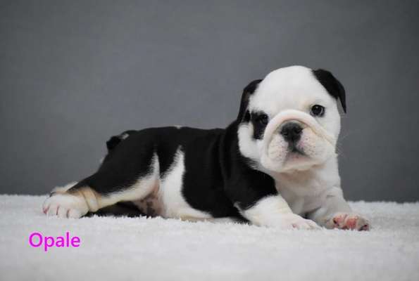 Welpen Bilder !-Beitrag-Bild