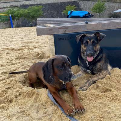 Hundetreffen-Spiel & Gassifriends für Heinrich-Bild