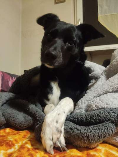 Labradorfans-Beitrag-Bild