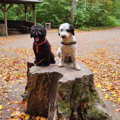 Hundetreffen-Sozialiesierung, Hundeerstkontakte-Bild