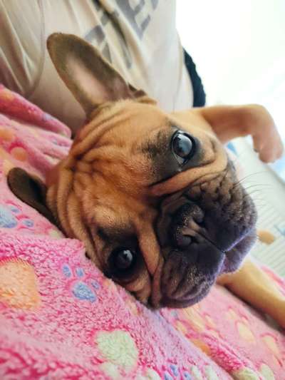 Dogorama Photo Challenge - Be my valentine-Beitrag-Bild