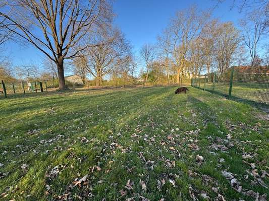 Hundeauslaufgebiet-Hunde freilauf Scharnebeck-Bild