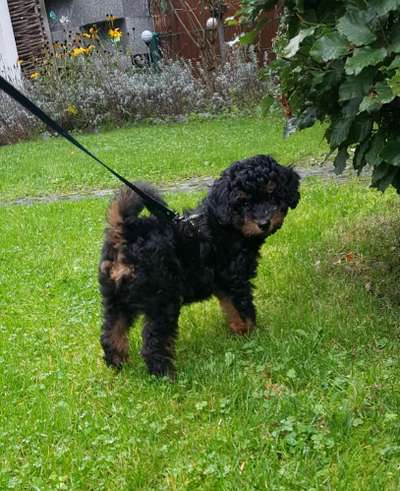 Welpen Bilder !-Beitrag-Bild