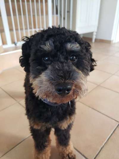 Zeigt mir die tollste Nahaufnahme von eurer Fellnase-Beitrag-Bild