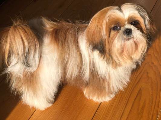 Shih Tzu von Jung bis Senioren-Beitrag-Bild