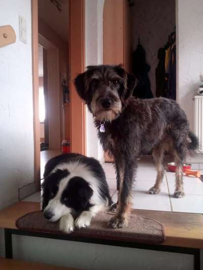 TierschutzhundeStammtisch🐕-Beitrag-Bild