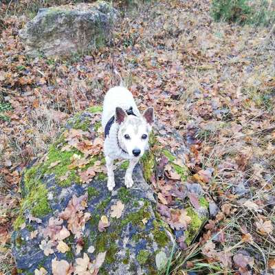 Hundetreffen-Gemeinsame Gassi Runden-Profilbild