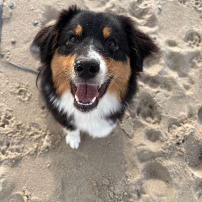 Hundetreffen-Hundetreffen auf Abstand Seevetal/Harburg-Bild