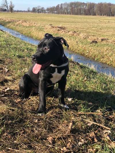 Welpen Bilder !-Beitrag-Bild