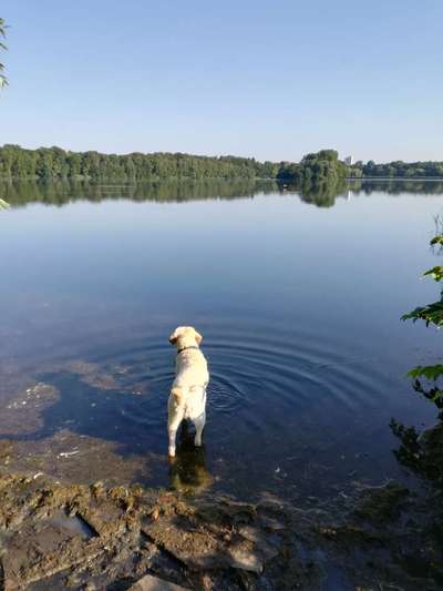 Hundetreffen-Gemeinsame Gassirunde-Bild