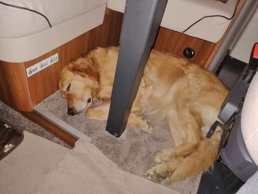 Challenge Nr 14
Eure Fellnasen auf ihrem Lieblingsplatz-Beitrag-Bild