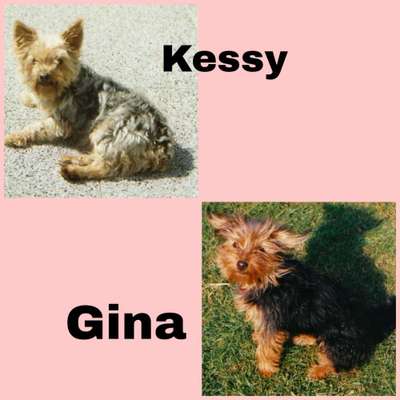 Yorkshire Terrier-Beitrag-Bild