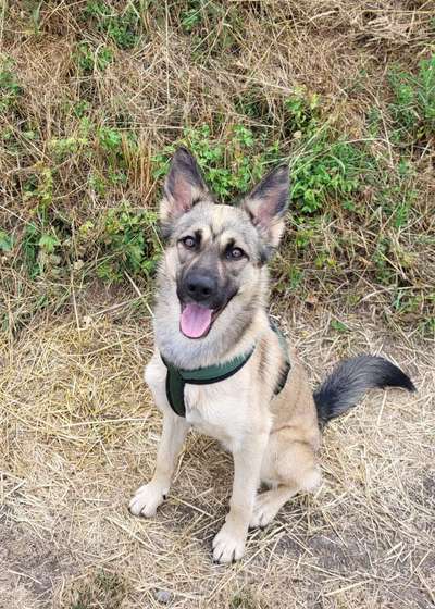 Seltene Rassen!-Beitrag-Bild