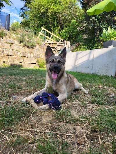 Wolfhunde Besitzer TWH oder SWH hier?-Beitrag-Bild