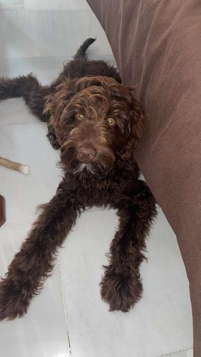 Zeigt her eure Pudel und Pudelmischlinge (:-Beitrag-Bild