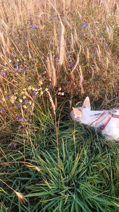 Hundetreffen-Jack Russell Mix Hündin sucht gleichaltrige gesinnte-Bild