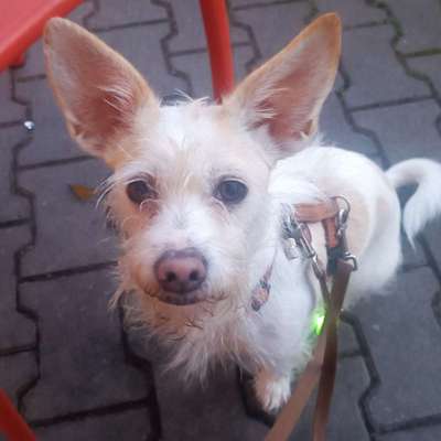 Hundetreffen-Jack Russell Mix Hündin sucht gleichaltrige gesinnte-Bild