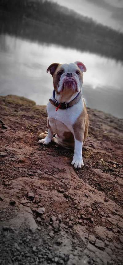 Olde English Bulldogge-Beitrag-Bild