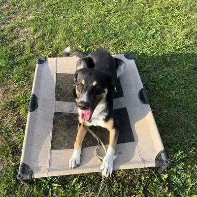 Hundetreffen-Playdate zum Rennen, Spielen, voneinander lernen-Bild