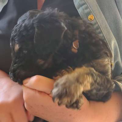 Als Welpen sind sie alle noch süßer-Beitrag-Bild