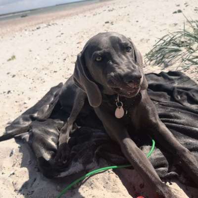 Die Dogorama-Wochen-Challenge "Die schönste Grimasse"-Beitrag-Bild