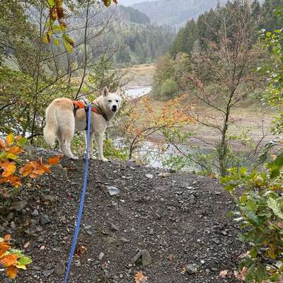 Hundetreffen-Gassirunde für hundekumpels GS-Bild