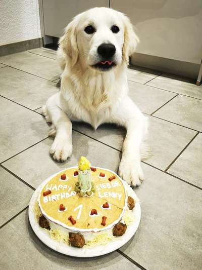 Fotochallenge: Hunde-Geburtstag-Beitrag-Bild