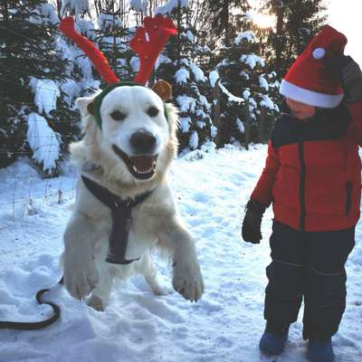 Foto Challenge Nr.: 114
Hunde im Schnee-Beitrag-Bild