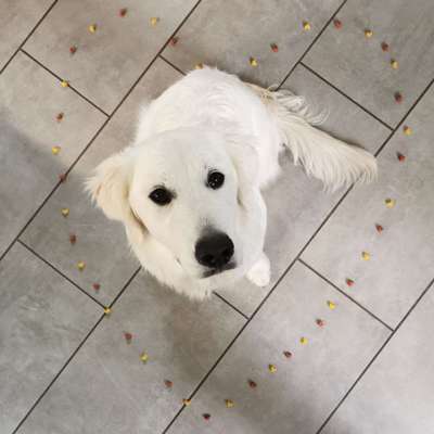 Dogorama Photo Challenge - Herzenshund-Beitrag-Bild