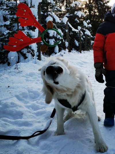 Dogorama Photo Challenge - Fail/Outtakes-Beitrag-Bild